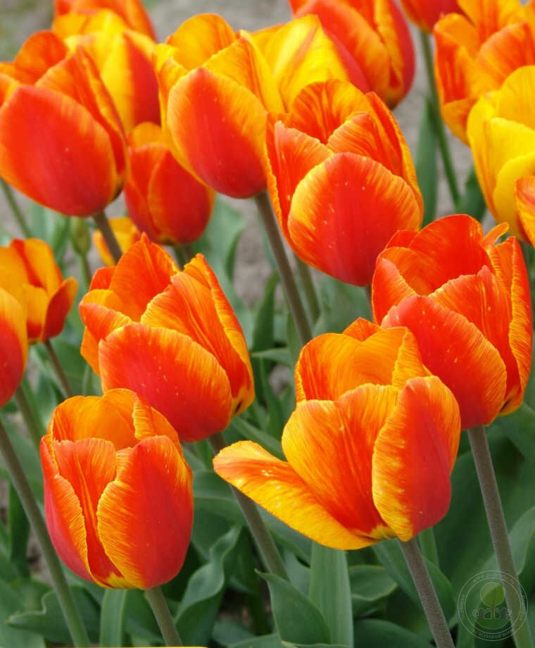 Тюльпан плод. Тюльпан Flair. Tulipa Flair. Tulip 'Flair'. Миссис Джон Шеперс тюлтпан.