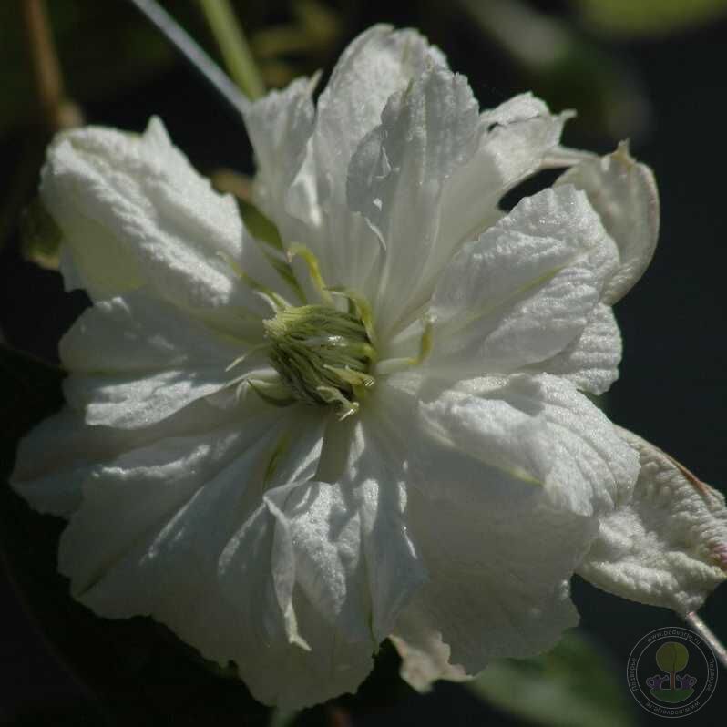 Клематис white arabella фото и описание